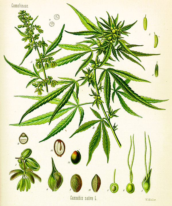 Cannabis sativa (uit: Köhlers Medizinal-Pflanzen in naturgetreuen Abbildungen und kurz erläuterndem Texte)