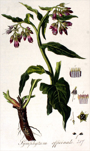 Symphytum officinale (gewone smeerwortel). Uit: Flora Batava, deel 3, Jan Kops (1814)
