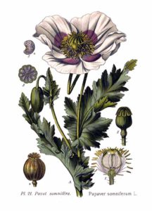 Papaver somniferum (Atlas des plantes de France. 1891)