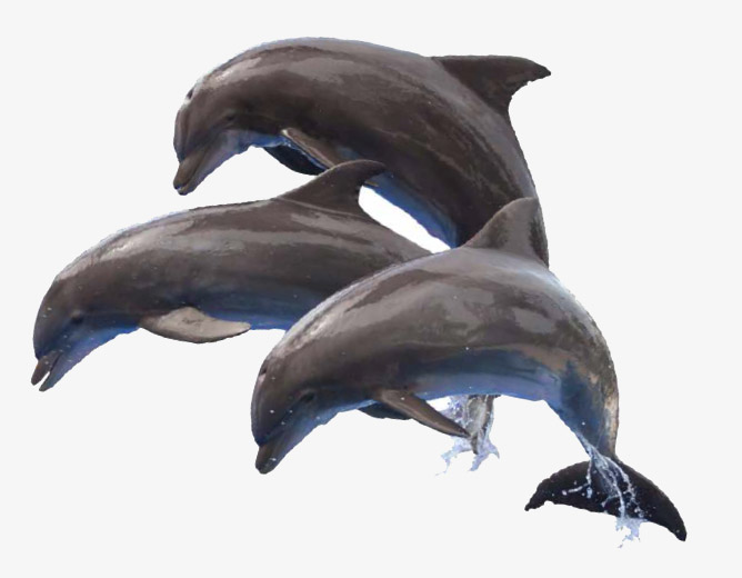 dolfijnen