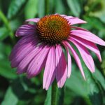 Echinacea_purpurea_(purple_coneflower)_2_(38566479115)
