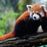 Het ‘Red Panda Effect’